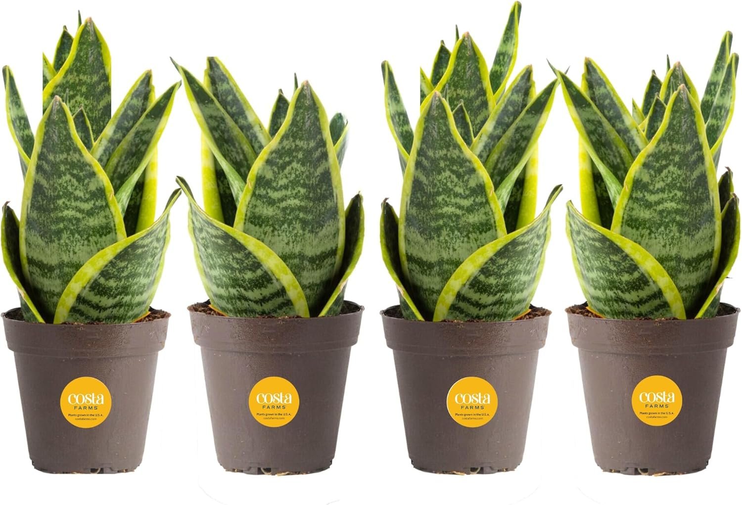 Costa Farms Live Snake Plant, Sansevieria, Easy Care House Plant in Modern Decor Pot, Houseplant in Potting Soil Mix, Succulent Plant Gift for Housewarming, Office and Home Decor, 2-3 Feet Tall